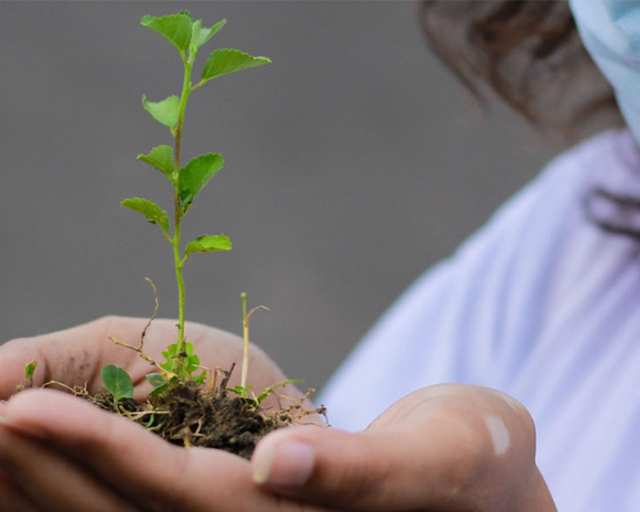 Woman holding a plant