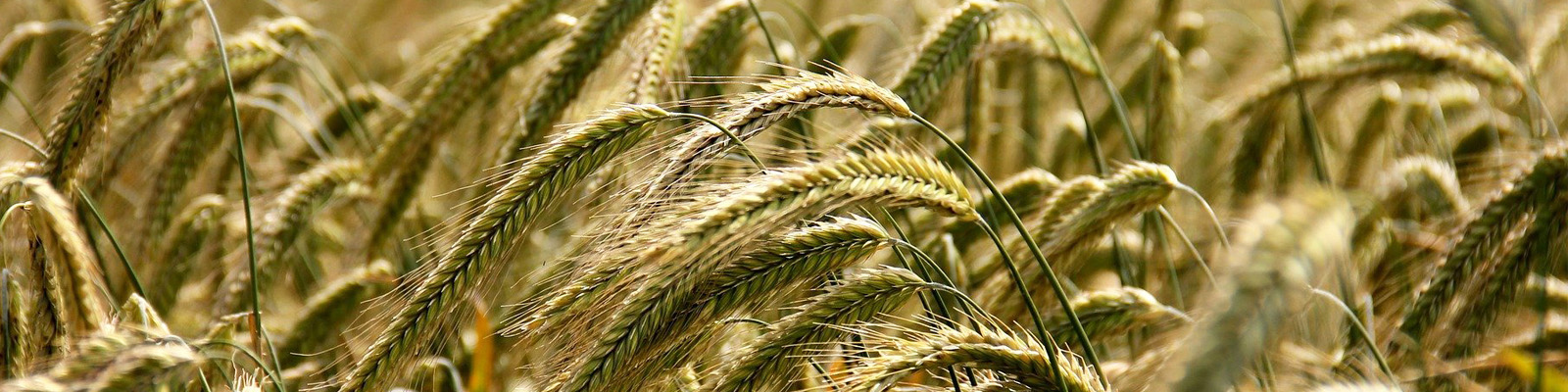 A close-up of a corn field