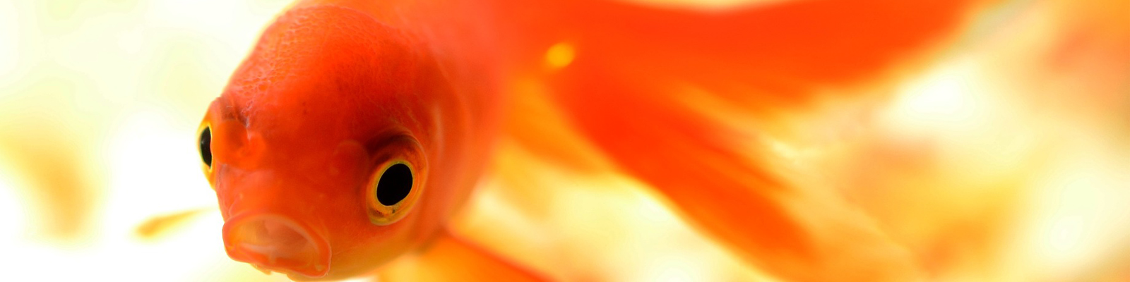 A goldfish swimming in water