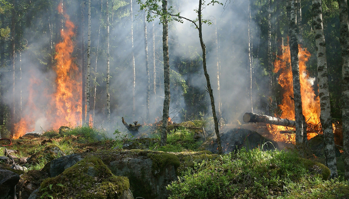 A forest fire with damaged trees and smoke