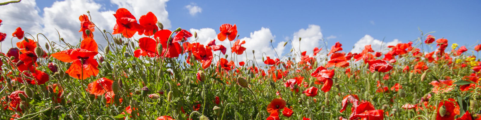 Poppy Fields