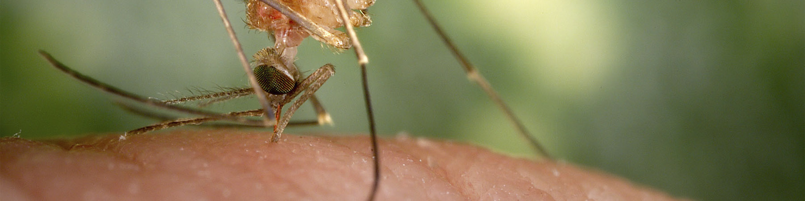 A mosquito piercing skin