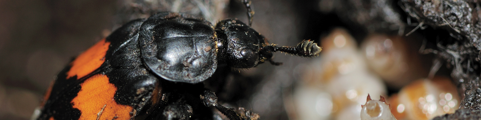 A close-up of a burying beetles