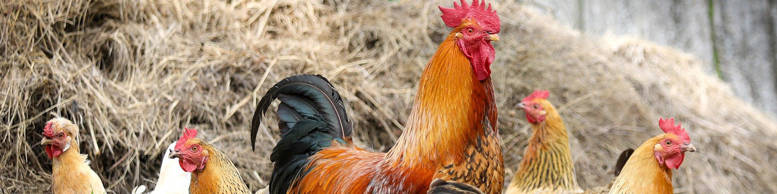 Chickens and roosters in a coup